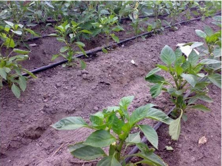 1598404753589519.png QQ截圖20200826091747.png